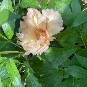 Meet your Posher, Effie